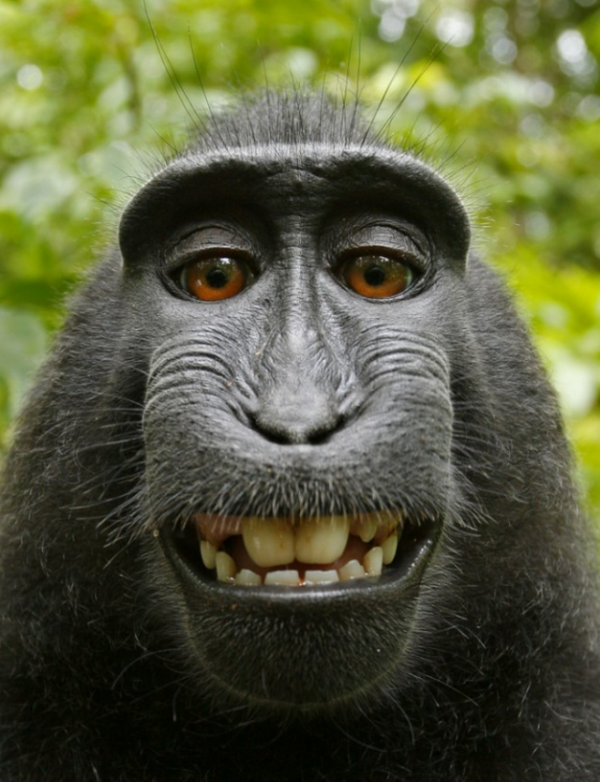 Małpie Selfie