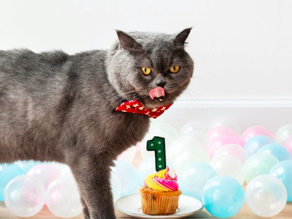 Kot nad ciastkiem urodzinowym
