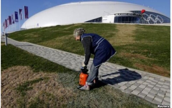 Malowanie trawy w Soczi