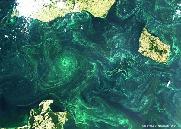 Mass bloom of cyanobacteria in the Baltic Sea by Magdalena Łągiewska