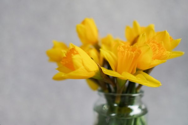 Kwiaty w twoim domu - jak zadbać o świeżość ciętych kwiatów?