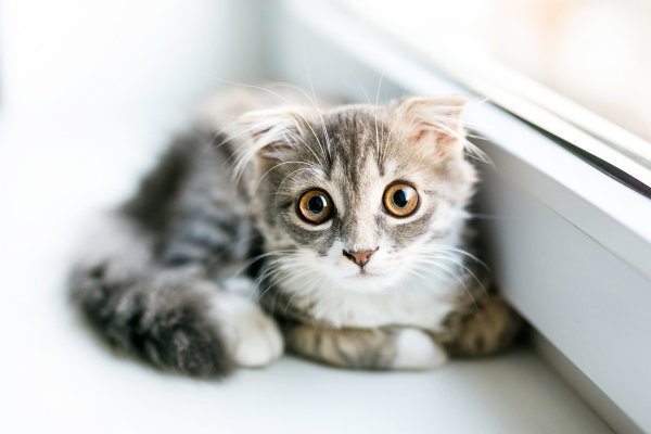 Karmy dla kotów - co brać pod uwagę przy ich wyborze?