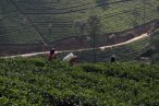 Plantacje herbaty wokół Nuvara Eliya