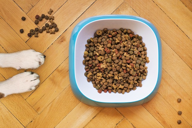 Jak sprawdzić czy karma dla psa jest dobra?