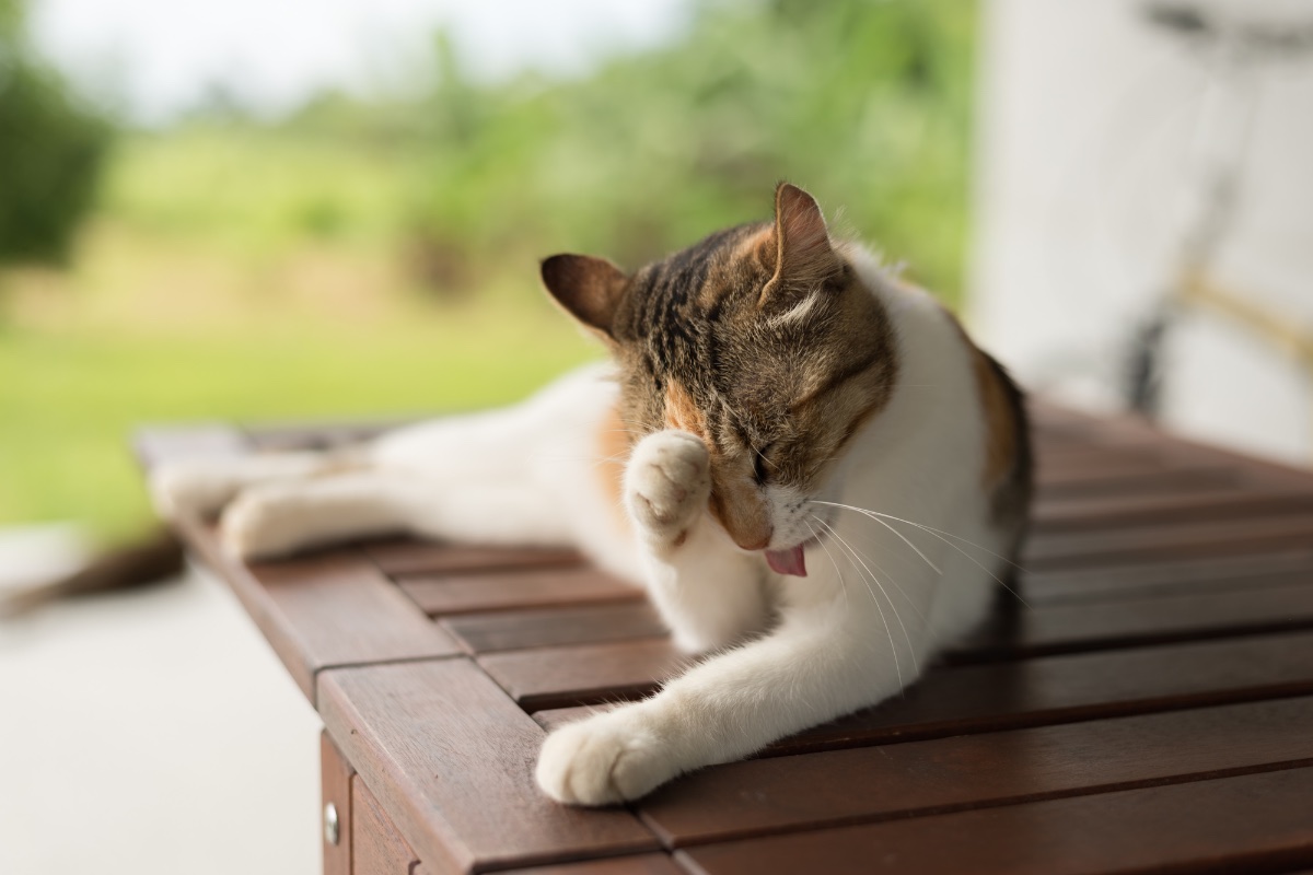 Urwany kleszcz u kota – jak wyjąć główkę kleszcza?