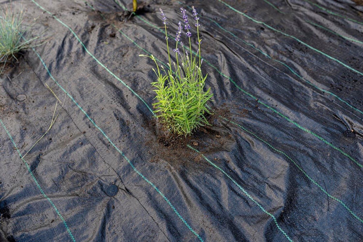 Czarna agrotkanina? Dlaczego warto ją stosować w ogrodzie?