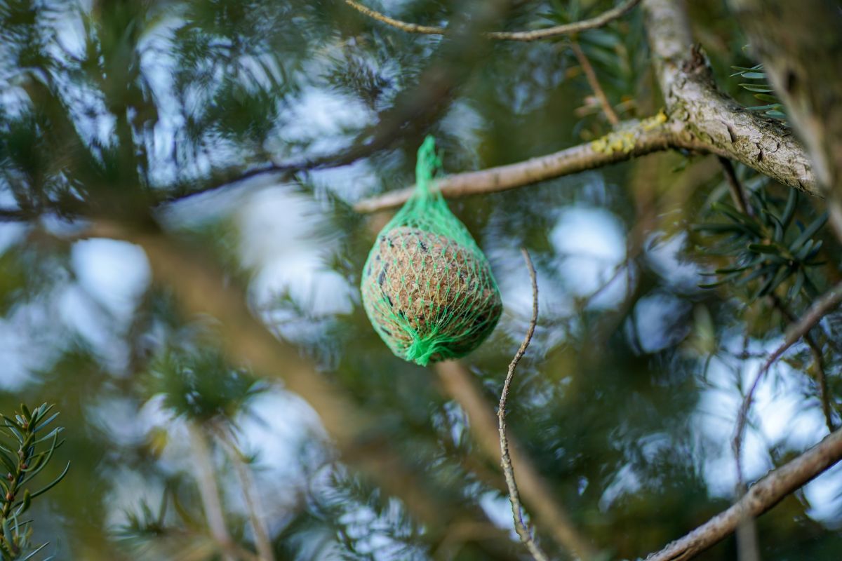 Czym dokarmiać ptaki w zimie? Czym dokarmiać ptaki w zimie?