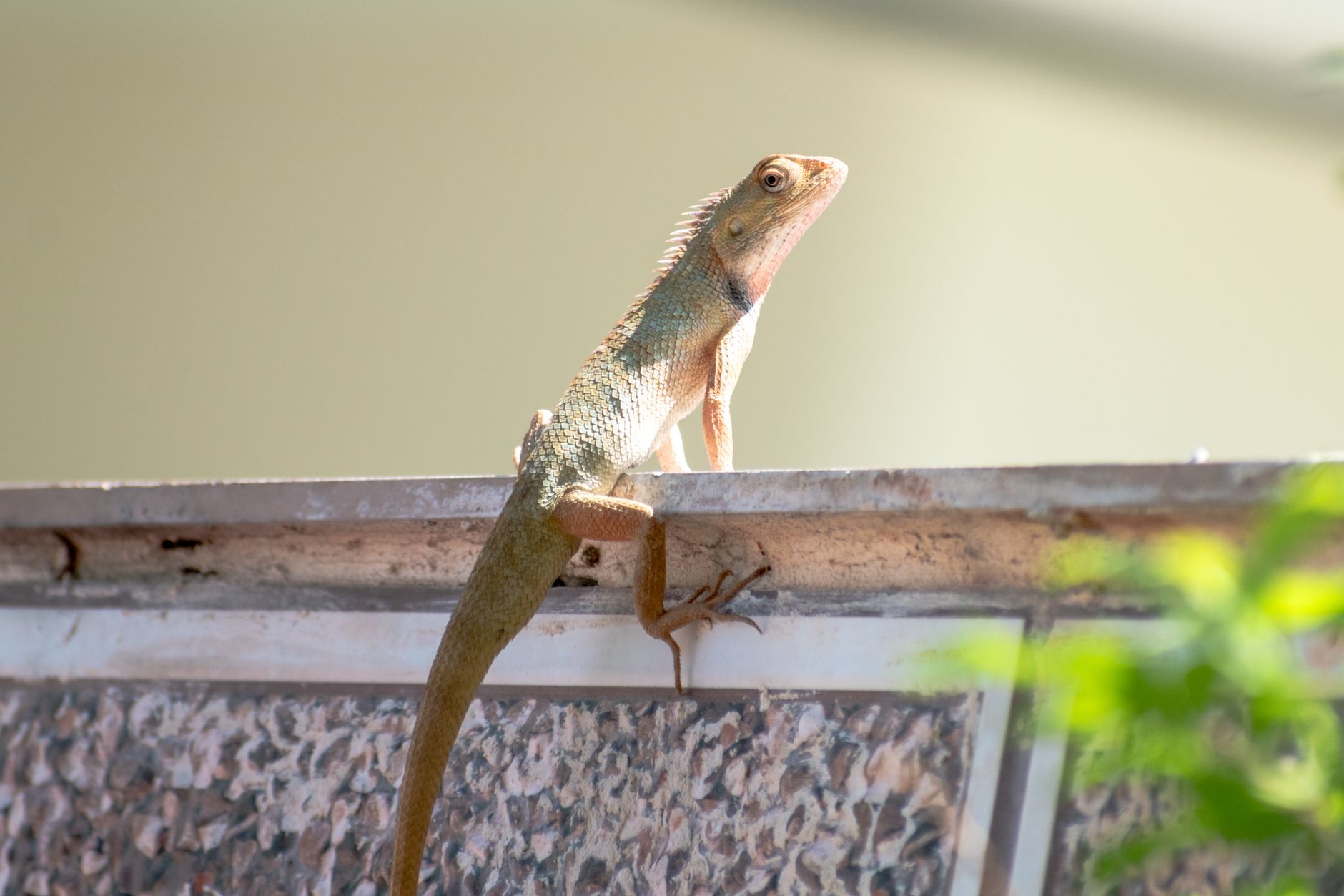 Jak skutecznie montować płotki herpetologiczne z betonu płotki herpetologiczne