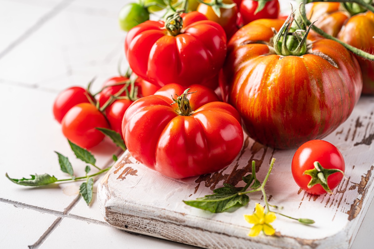 Sprawdź sadzonki pomidora dla Twojego ogrodu - jakość z szklarni!