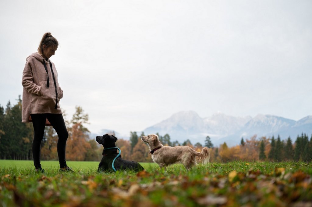 Spacer z psem podczas upału – o co trzeba się zatroszczyć?