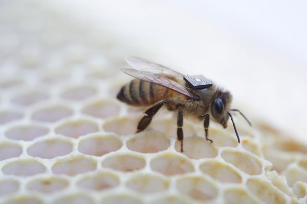 Intel - pszczoły